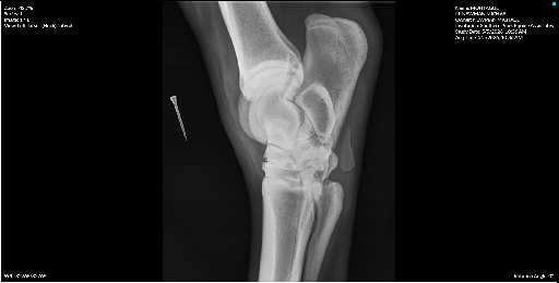 Left Tarsus Hock Lateral